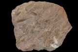 Wide Eocrinoid (Ascocystites) Plate - Ordovician #115917-1